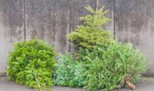 Sapins