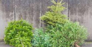 Sapins